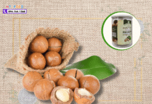 Mua hạt macca ở đâu Đắk Lắk thơm ngon, không hôi dầu? Hat mac ca Dak Lak