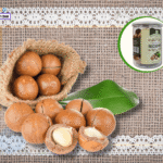 Hạt Macca Mua Ở Đâu Quảng Trị? TOP Địa Chỉ Thật – Giá Tốt