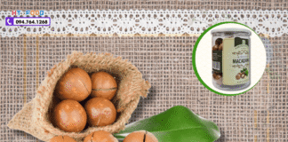 Hạt Macca Mua Ở Đâu Quảng Trị? TOP Địa Chỉ Thật – Giá Tốt