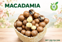 Hạt mắc ca mua ở đâu Hà Nội để chọn được sản phẩm ngon? Hat mac ca mua tai Ha Noi chat luong