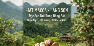 Hạt macca mua ở đâu tại Lạng Sơn? Hạt macca chính hãng! Hat macca tai Lang Son