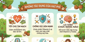 Hạt phỉ có tác dụng gì? Những lợi ích bất ngờ của hạt phỉ! Hat phi co tac dung gi