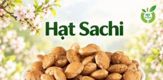 Hạt sachi là gì? Khám phá giá trị dinh dưỡng và lợi ích sức khỏe Hat sachi la gi