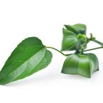 Tác dụng của lá Sachi | Lá sachi có công dụng gì?