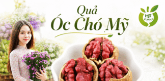 Quả óc chó mua ở đâu tại Tp Huế uy tín? Quả óc chó chất lượng Mua qua oc cho tai Hue