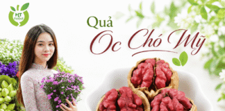 Mua quả óc chó ở đâu Quảng Ninh uy tín – đảm bảo chất lượng?