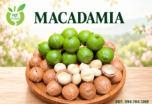 Tác dụng của hạt macca đối với sức khỏe: 13 lợi ích đáng chú ý Tac dung cua hat macca la gi