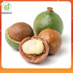 hat-macadamia-mua-o-dau