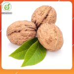 qua-oc-cho-la-qua-gi