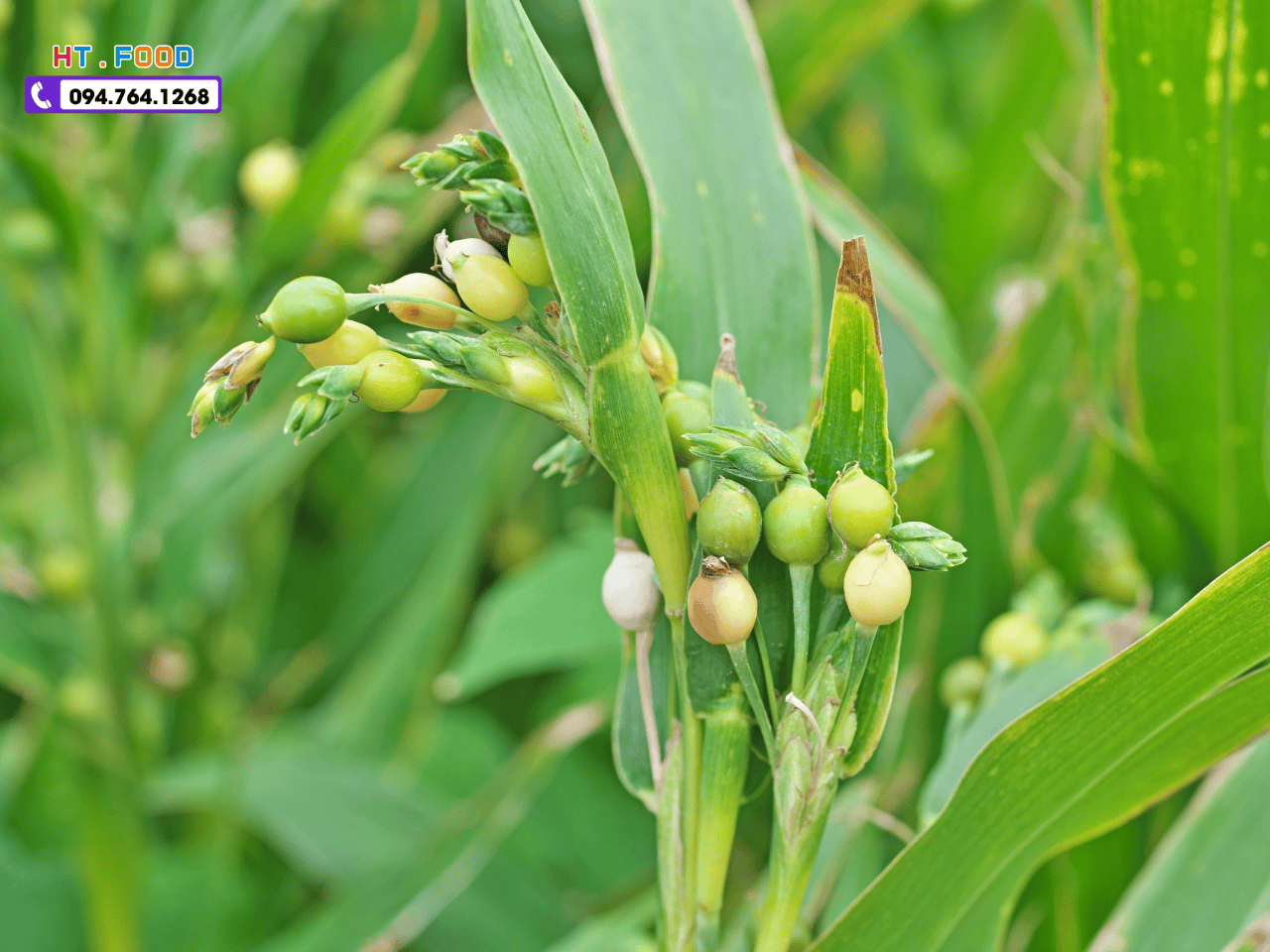 tac dung cua hat y di