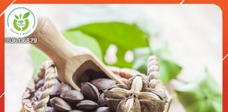 10 công dụng tuyệt vời của hạt sachi 10 công dụng tuyệt vời của hạt sachi